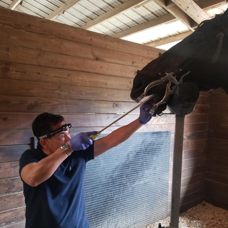 Equine Veterinary Services