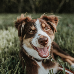 dog dental health