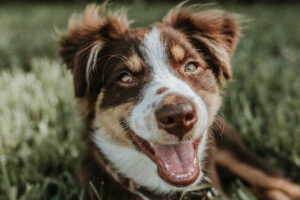 5 Dog Dental Care Tips For a Healthy Mouth