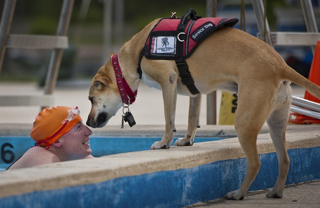 service dogs